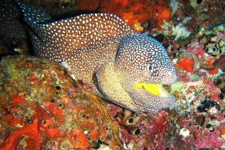 Scuba Diving Daymaniyat Islands: Coral Reefs, Turtles & Seasonal Whale Sharks photo 3