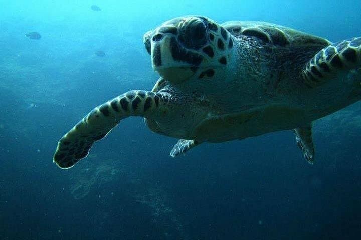 Scuba Diving Daymaniyat Islands: Coral Reefs, Turtles & Seasonal Whale Sharks photo 4