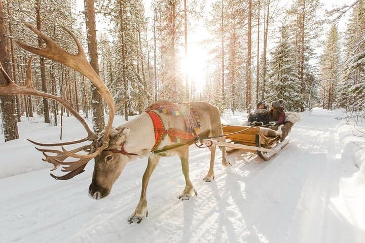Rovaniemi Husky & Reindeer Safari with Northern Lights BBQ Experience photo 2