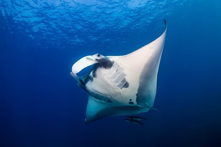 Kona Sunset Cruise and Manta Ray Night Snorkel — Private Luxury Charter photo 1