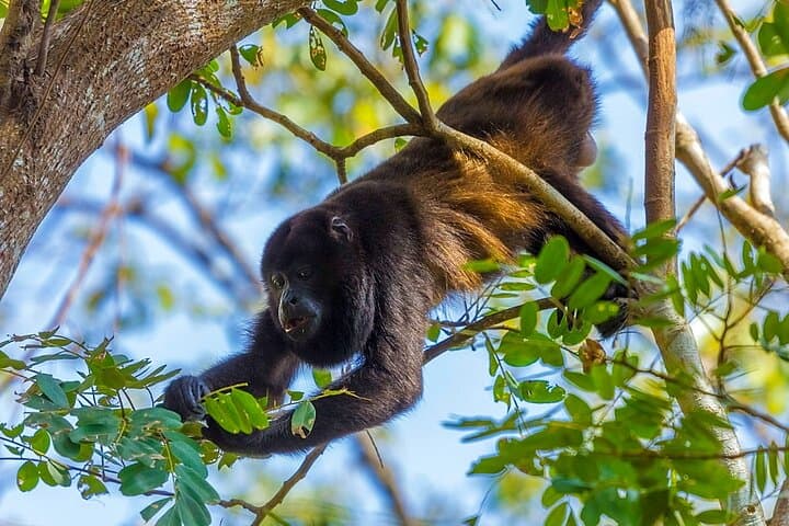 Altun Ha, Howler Monkeys & Rum Factory Day Tour from Belize City photo 3