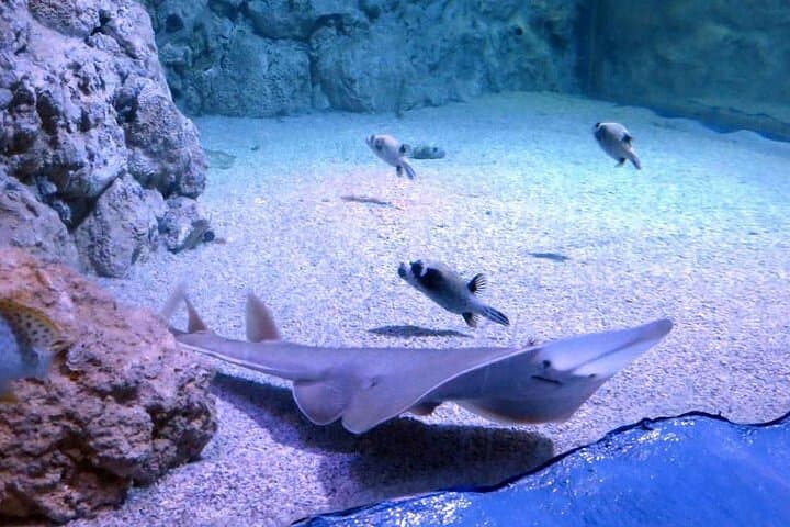 Hurghada Grand Aquarium: Explore Egypt's Red Sea Marine World photo 3