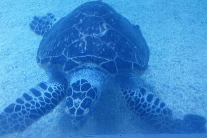 Hurghada Grand Aquarium: Explore Egypt's Red Sea Marine World photo 5