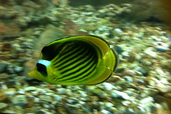 Hurghada Grand Aquarium: Explore Egypt's Red Sea Marine World photo 6