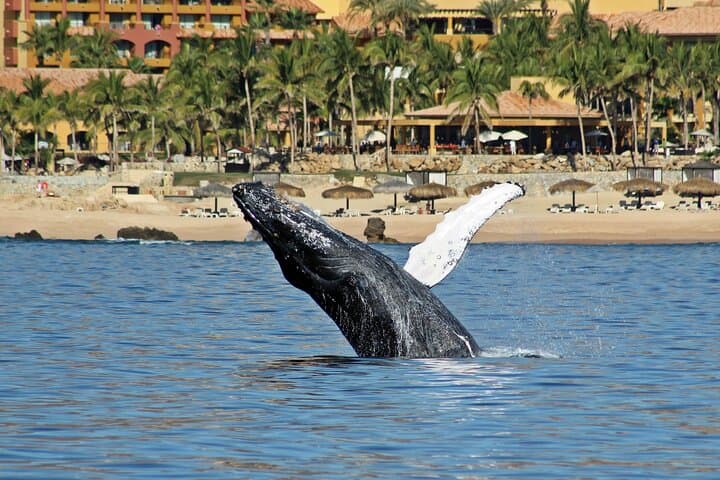 Cabo Whale-Watching Adventure: Hydrophone Encounters & Pacific Migration photo 2