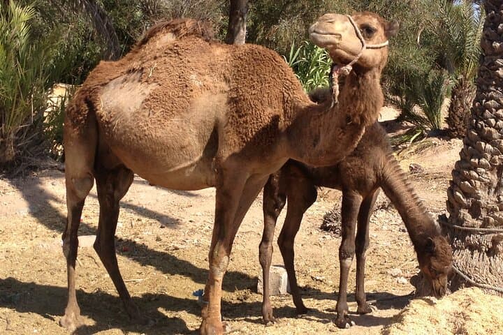 Agafay Desert Sunset Safari: Camel Ride, Quad Option & Moroccan Dinner photo 5