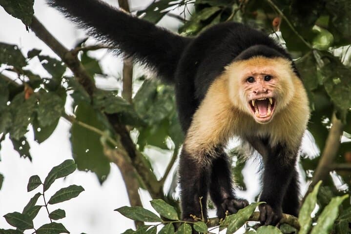 Arenal Combo: Balsa River Rafting and Monkey Farm Farm-to-Table Experience photo 5