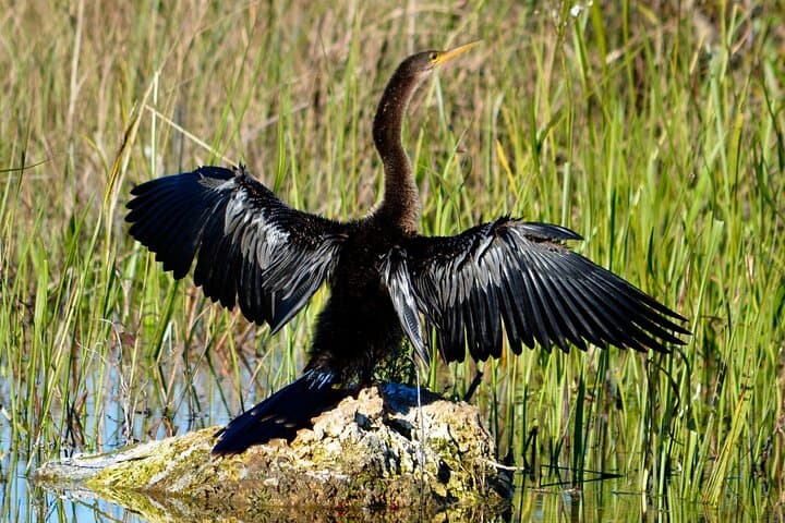 Private River of Grass Everglades Airboat Adventure from Miami photo 4