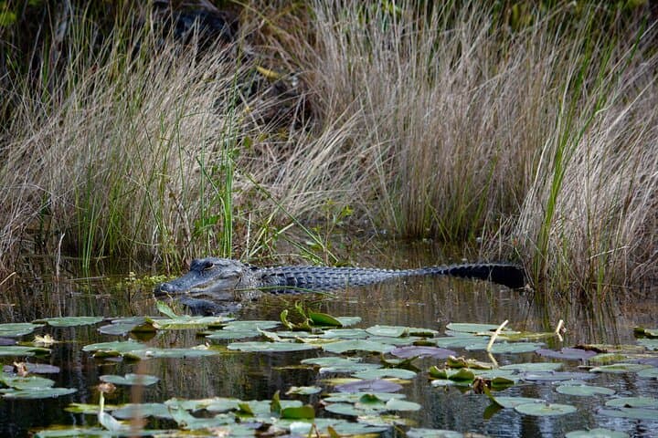 Private River of Grass Everglades Airboat Adventure from Miami photo 5