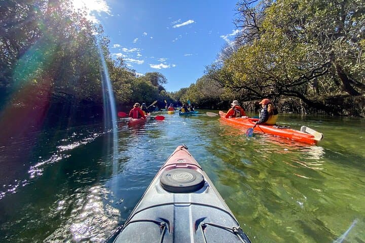 Port River Dolphin Kayak Tour: Ships Graveyard & Mangrove Creeks (Adelaide)
