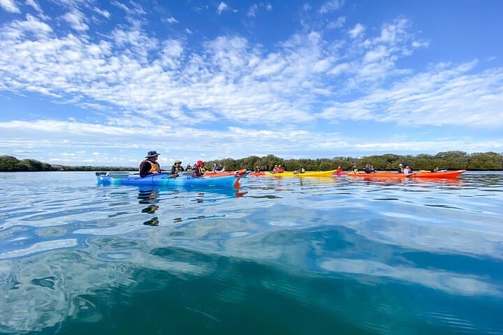 Port River Dolphin Kayak Tour: Ships Graveyard & Mangrove Creeks (Adelaide) photo 2
