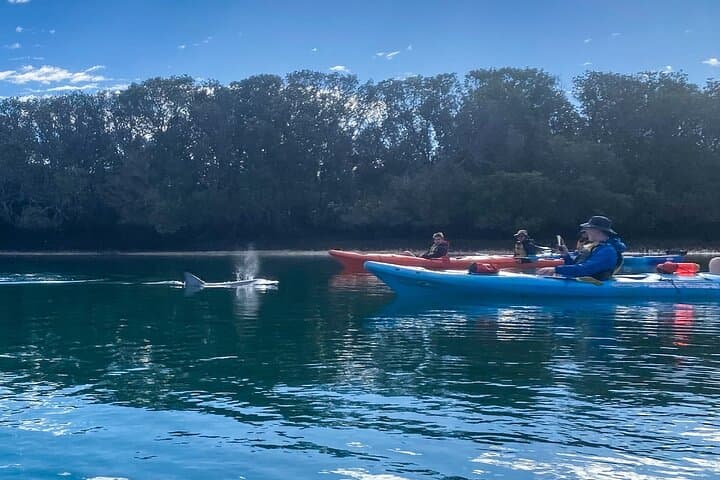 Port River Dolphin Kayak Tour: Ships Graveyard & Mangrove Creeks (Adelaide) photo 3