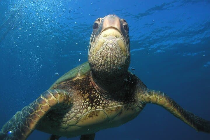Maui Introductory Scuba Dive — First-Time Lessons with Expert Instructors photo 6