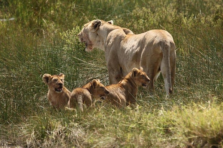 3-Day Tarangire, Ngorongoro & Lake Manyara Camping Safari photo 3