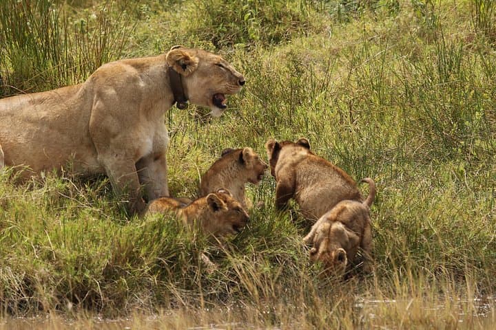 3-Day Tarangire, Ngorongoro & Lake Manyara Camping Safari photo 2