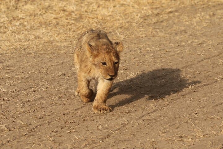 3-Day Tarangire, Ngorongoro & Lake Manyara Camping Safari