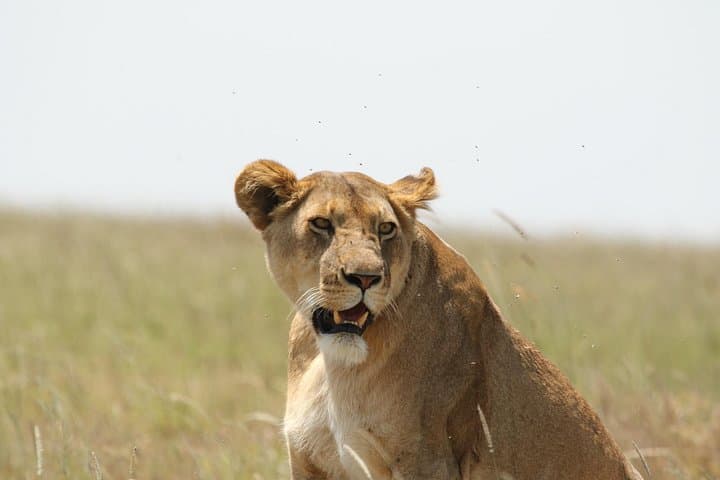 3-Day Tarangire, Ngorongoro & Lake Manyara Camping Safari photo 4