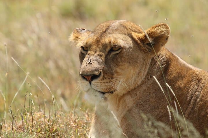 3-Day Tarangire, Ngorongoro & Lake Manyara Camping Safari photo 6