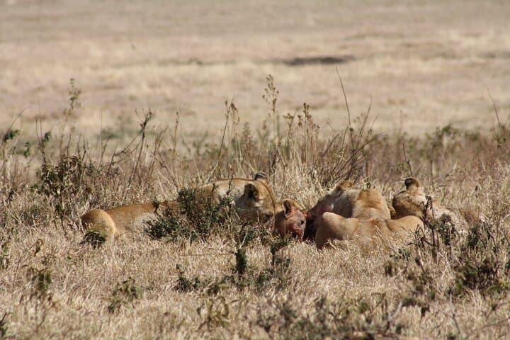 5-Day Private Camping Safari in Tanzania: Tarangire, Serengeti & Ngorongoro photo 2