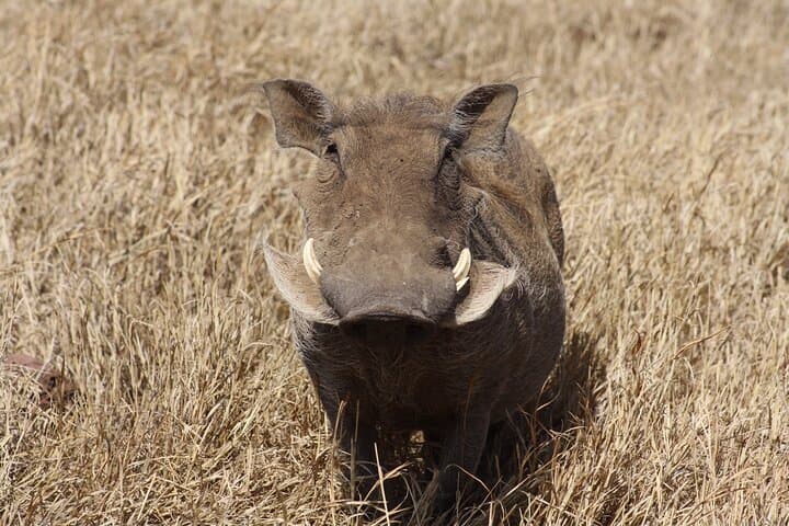 5-Day Private Camping Safari in Tanzania: Tarangire, Serengeti & Ngorongoro