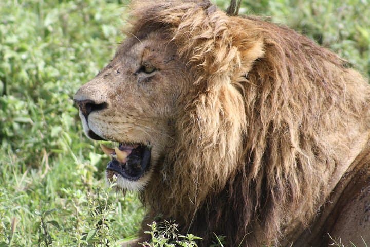 4-Day Camping Safari: Tarangire, Serengeti & Ngorongoro Crater photo 4