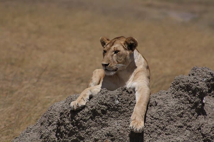 4-Day Camping Safari: Tarangire, Serengeti & Ngorongoro Crater photo 1