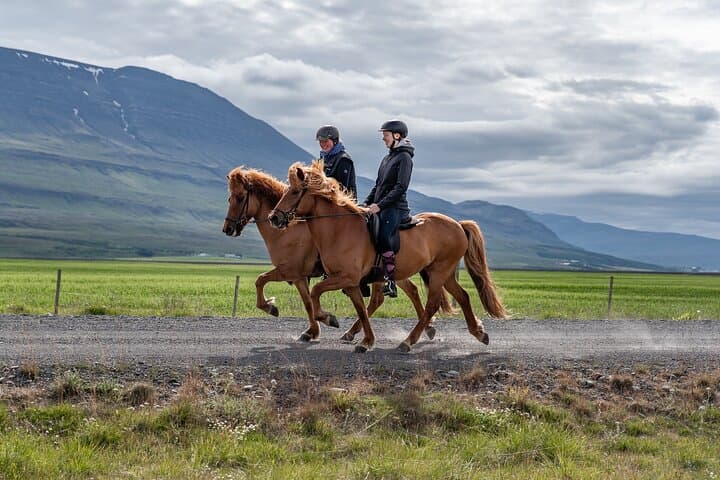 Private Icelandic Horse Lesson Near Akureyri: Learn the Tölt