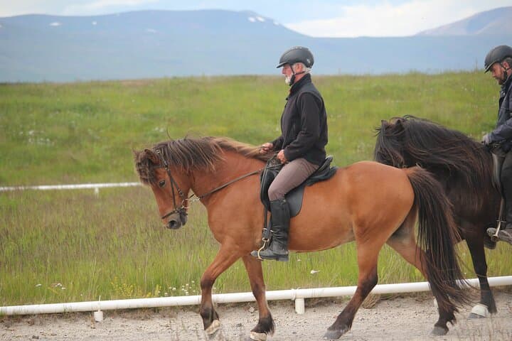 Private Icelandic Horse Lesson Near Akureyri: Learn the Tölt photo 3
