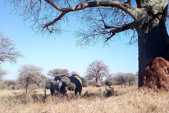 4-Day Tarangire, Serengeti & Ngorongoro Safari — Big Five in Four Days photo 2