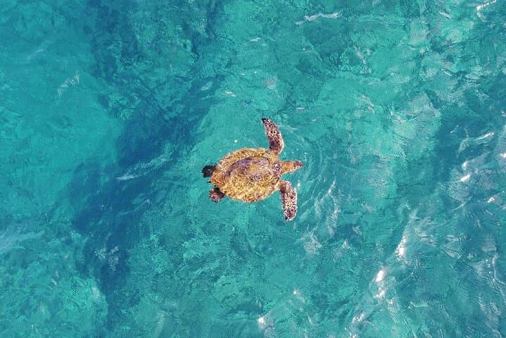 Inner Reef Explorer: 30-Minute Scenic Helicopter Flight Over the Great Barrier Reef photo 5