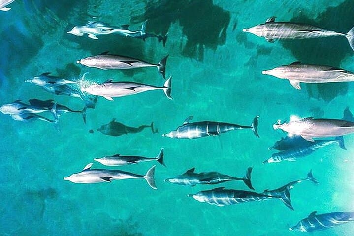 Outer Reef Odyssey: 40-Minute Great Barrier Reef Scenic Helicopter Flight from Cairns photo 3