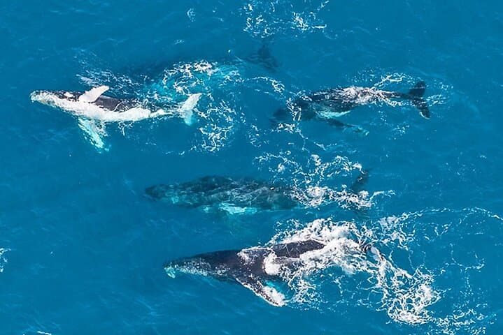 Outer Reef Odyssey: 40-Minute Great Barrier Reef Scenic Helicopter Flight from Cairns photo 5