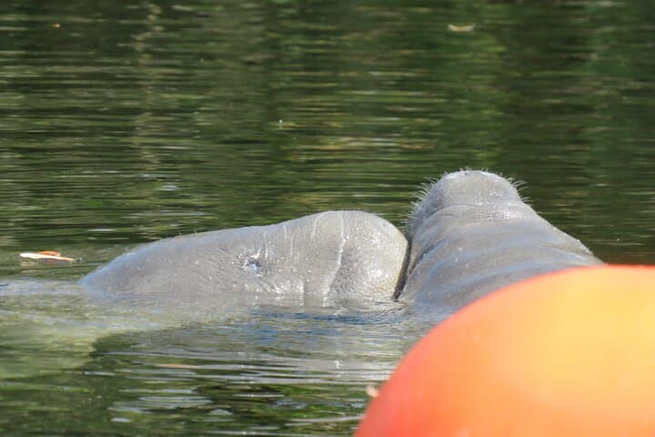 Blue Spring Manatee Kayak Tour — Small-Group Wildlife Paddle Near Orlando photo 5