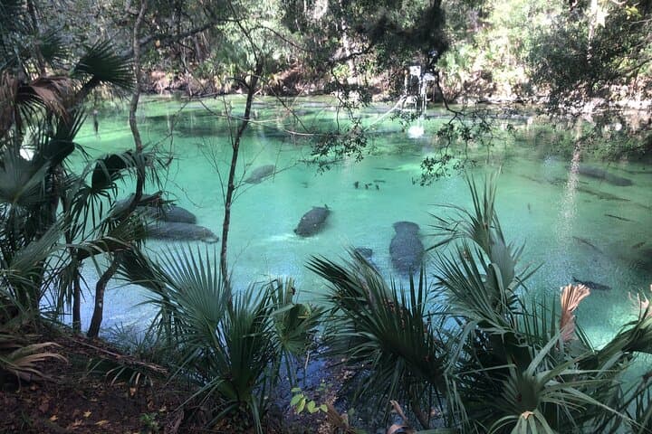 Blue Spring Manatee Kayak Tour — Small-Group Wildlife Paddle Near Orlando photo 2