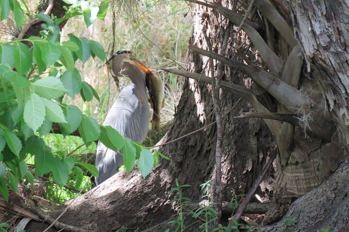 Blue Spring Manatee Kayak Tour — Small-Group Wildlife Paddle Near Orlando photo 6