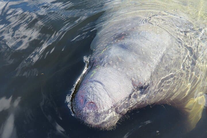Blue Spring Manatee Kayak Tour — Small-Group Wildlife Paddle Near Orlando photo 3