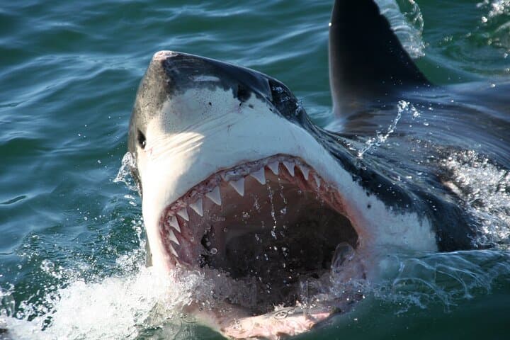 Shark Cage Diving Off Gansbaai: Up-Close Great White Encounters Near Cape Town