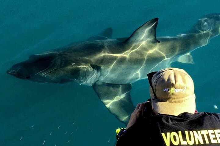Shark Cage Diving Off Gansbaai: Up-Close Great White Encounters Near Cape Town photo 2