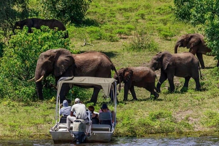 Chobe Day Trip: Boat Safari and Game Drive from Victoria Falls photo 5