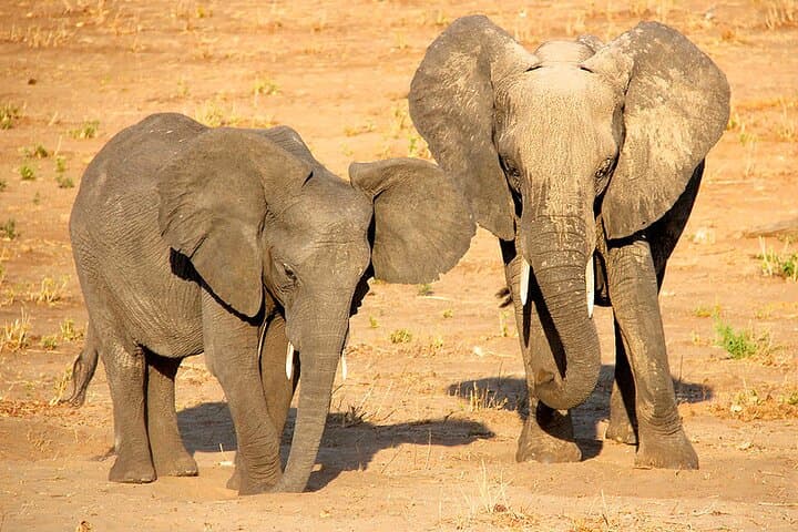 Chobe Day Trip: Boat Safari and Game Drive from Victoria Falls photo 6