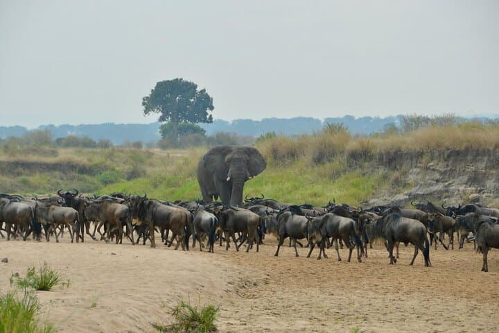 4-Day Private Migration Camping Safari in Serengeti — Kogatende Mara River Crossing