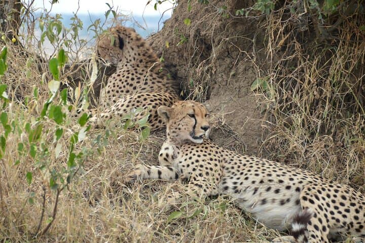 4-Day Private Migration Camping Safari in Serengeti — Kogatende Mara River Crossing photo 2