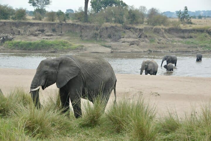4-Day Private Migration Camping Safari in Serengeti — Kogatende Mara River Crossing photo 3