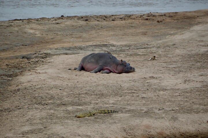 4-Day Private Migration Camping Safari in Serengeti — Kogatende Mara River Crossing photo 4