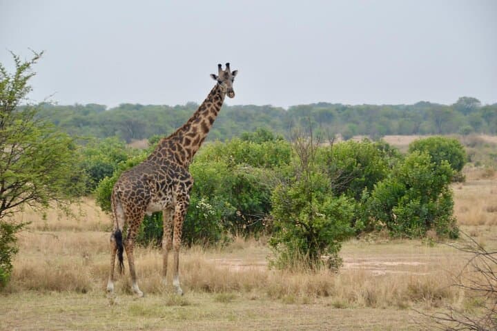 4-Day Private Migration Camping Safari in Serengeti — Kogatende Mara River Crossing photo 6