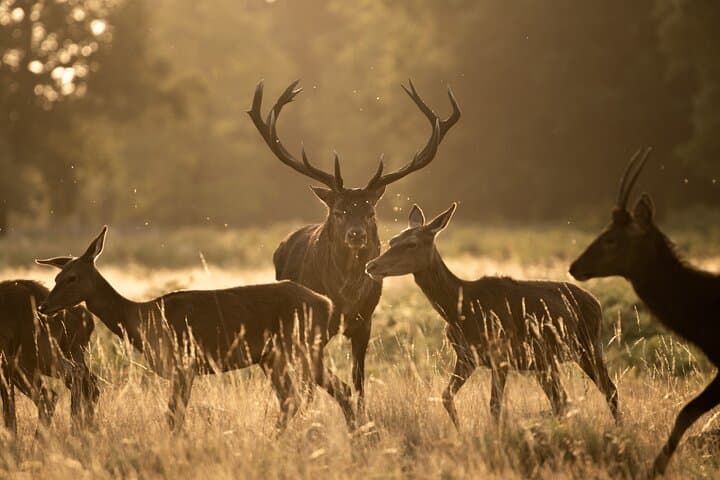 Sunset Deer Photography Workshop at Richmond Park, London