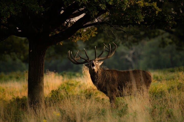 Sunset Deer Photography Workshop at Richmond Park, London photo 2