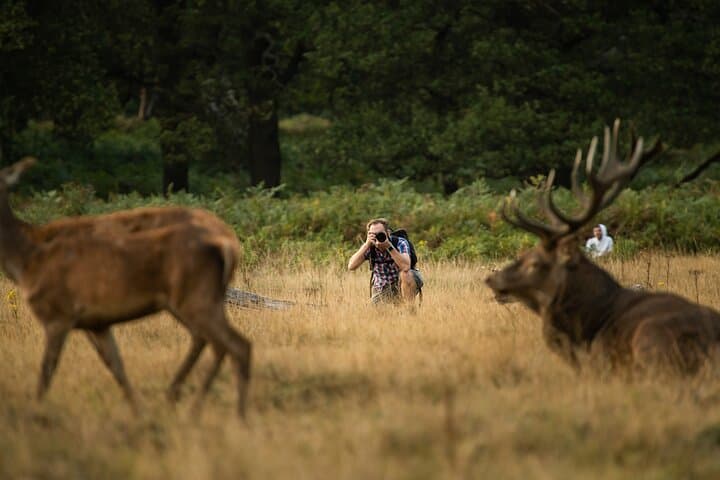 Sunset Deer Photography Workshop at Richmond Park, London photo 3