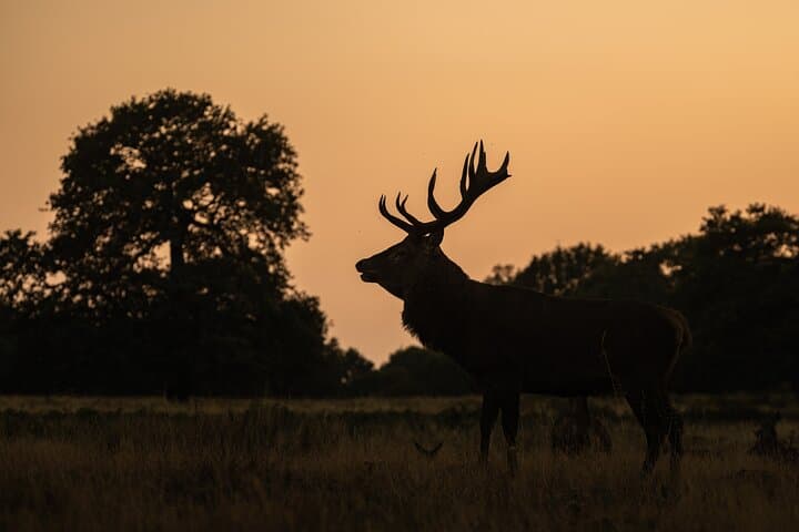 Sunset Deer Photography Workshop at Richmond Park, London photo 4