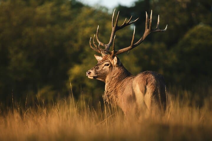 Sunset Deer Photography Workshop at Richmond Park, London photo 5